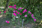 Meteor rose photo