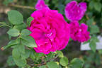 Meteor rose photo