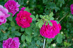 Meteor rose photo