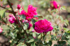 Eugène E. Marlitt rose photo