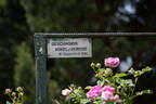 Geschwinds Nordlandrose rose photo