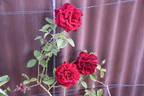 Birthday Present rose photo