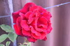 Birthday Present rose photo