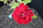 Birthday Present rose photo