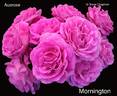 Mornington Rose rose photo