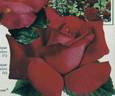 Hilda Heinemann rose photo