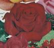 Arturo Toscanini rose photo