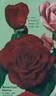 American Home rose photo