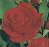 Aventure rose photo