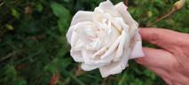 Madame Camille rose photo