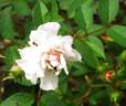 Sweet Chariot rose photo