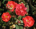 Orange Cameo rose photo