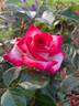 Magic Show rose photo
