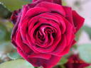 Charles Mallerin rose photo