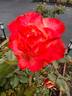 Origami rose photo