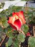Origami rose photo