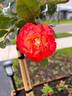 Origami rose photo