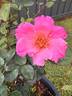 Pink Angel rose photo