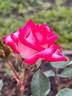Magic Show rose photo