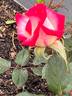 Magic Show rose photo
