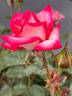 Magic Show rose photo