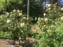 Safrano rose photo