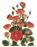 Cavalcade rose photo