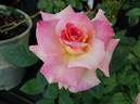 Abracadabra rose photo