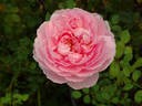 Admired Miranda ® rose photo