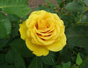 Alex's Lemonade Stand rose photo