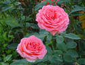 America rose photo