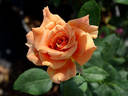 Ann Henderson rose photo
