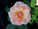 Apricot Silk rose photo