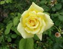 Astor Perry rose photo