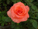 Ave Maria ® rose photo