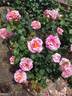 Claude Monet rose photo