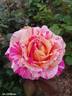 Claude Monet rose photo