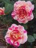 Claude Monet rose photo