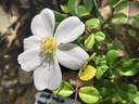 Medeo rose photo