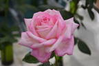 Silver Lining rose photo