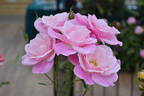 Simplicity ® rose photo
