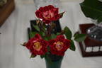 Top Gear rose photo