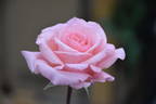 Sylvia rose photo