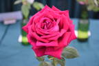 Ida Elizabeth rose photo
