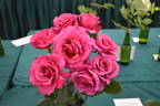 Flemington Racecourse rose photo