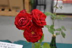 Lilli Marleen rose photo