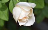 Eden's Apricot Blaise rose photo