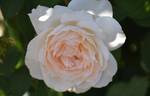 Eden's Apricot Blaise rose photo