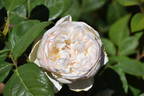 Mariangela Melato rose photo