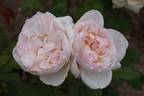 Mariangela Melato rose photo